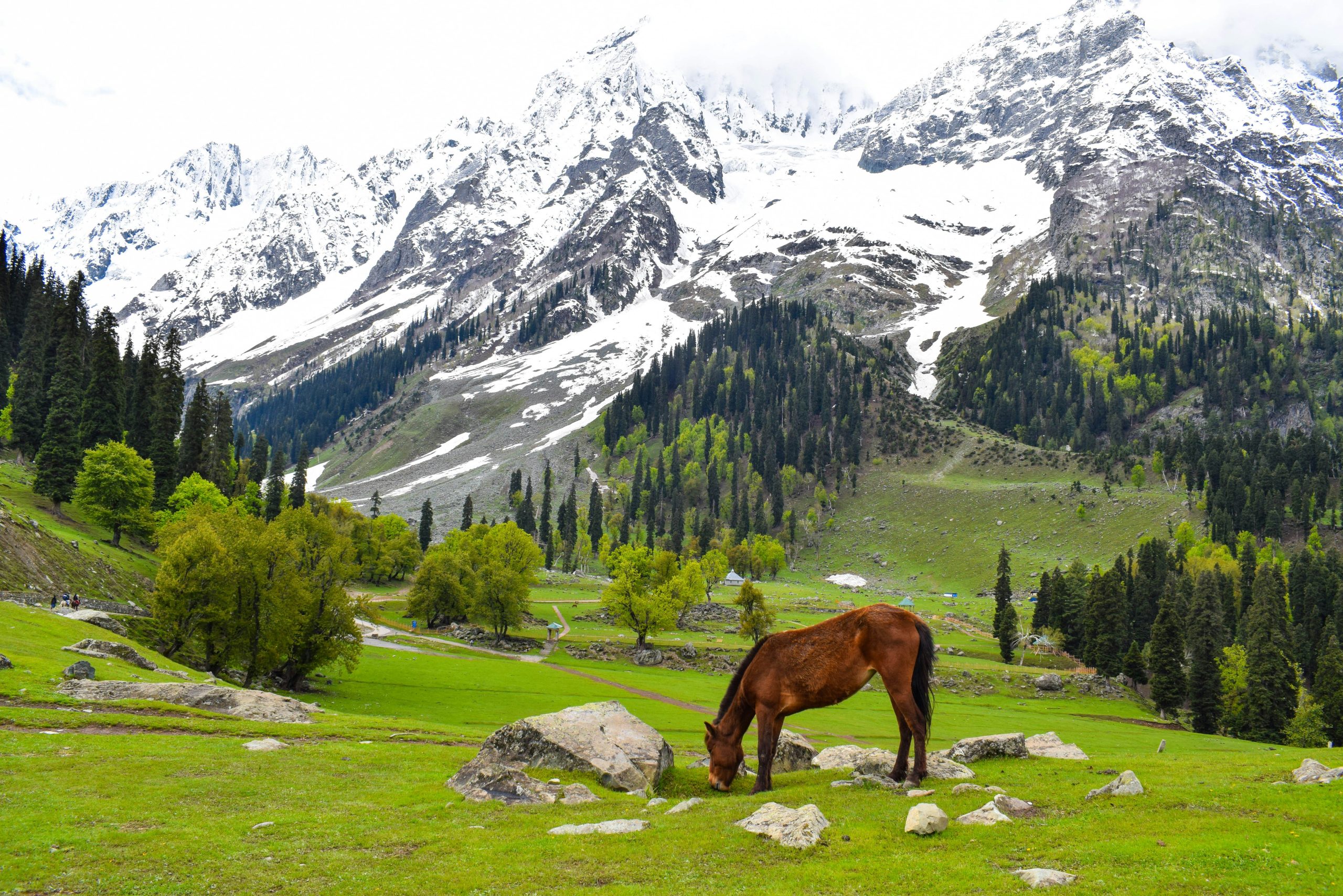 Surrounded By Horse eat grass Back Side Sonmarg Snow Mountains